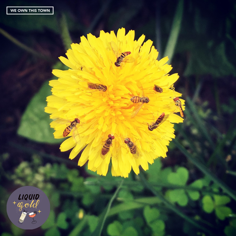 Gardentined: Dandelions