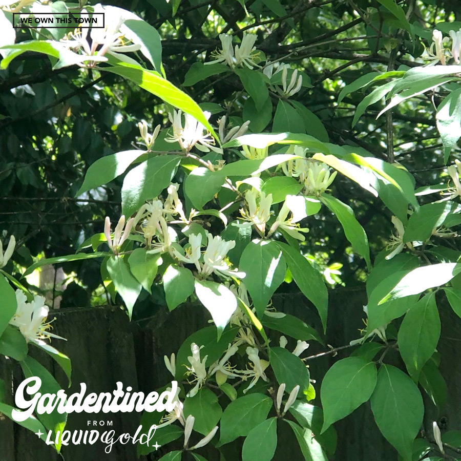 Gardentined: Honeysuckle and Pollinators