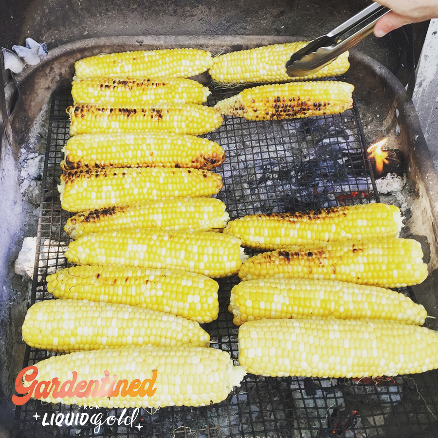 Gardentined: Compost, Moonshine Corn & Kelly Gable of Josephine