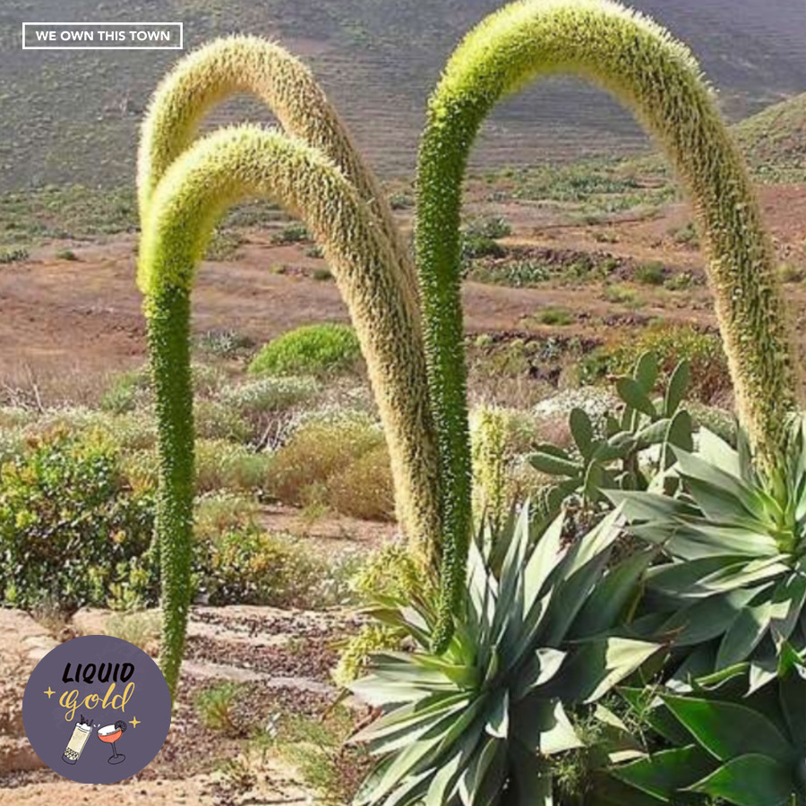 Lost Spring and the Wild Agave