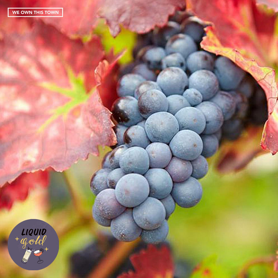 The New Frontiers of Wine with Darcy O’Neil